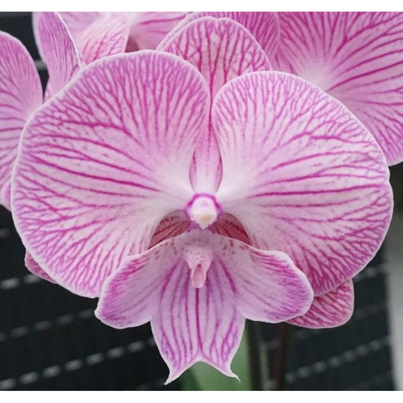 Орхидея Phal. Miki Cheshire Cat 165 big lip - купить, доставка Украина